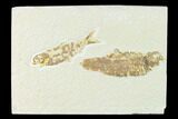 Pair of Fossil Fish (Knightia) - Green River Formation - Wyoming #148595-1